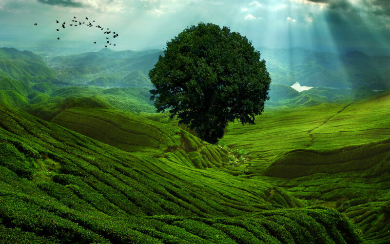Solitary Tree on Hills — Green