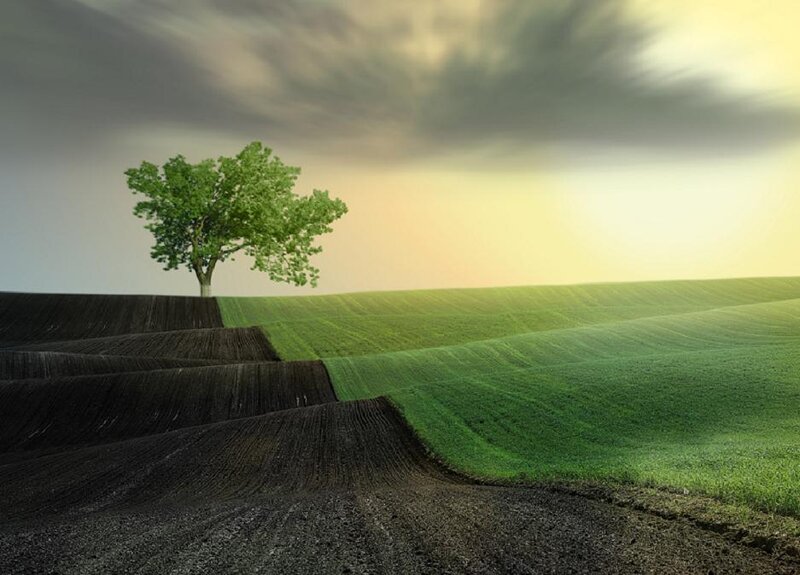 Solitary Tree on Hills