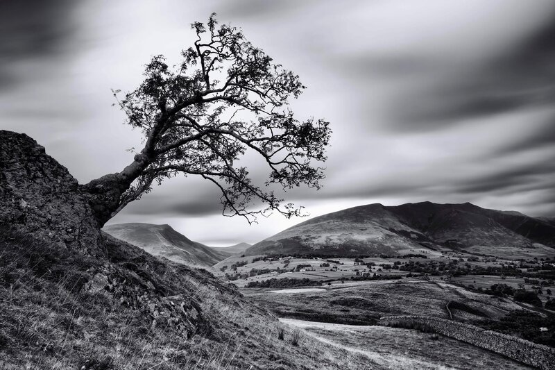 Solitary Tree on Hillside — Black, Dramatic, Photograph