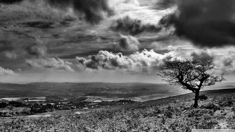 Solitary Tree on Hillside — Black, Dramatic