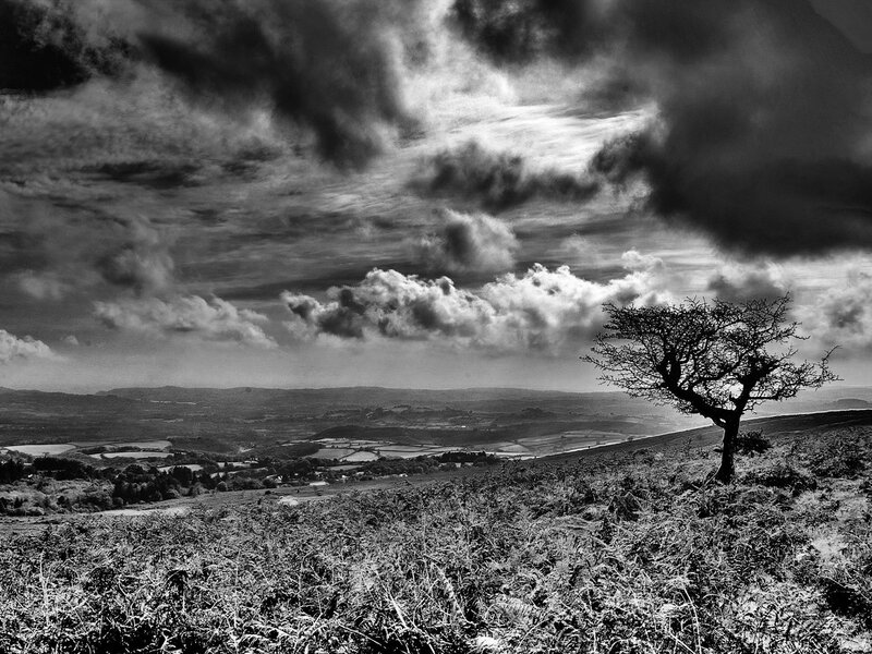 Solitary Tree on Hillside — Black