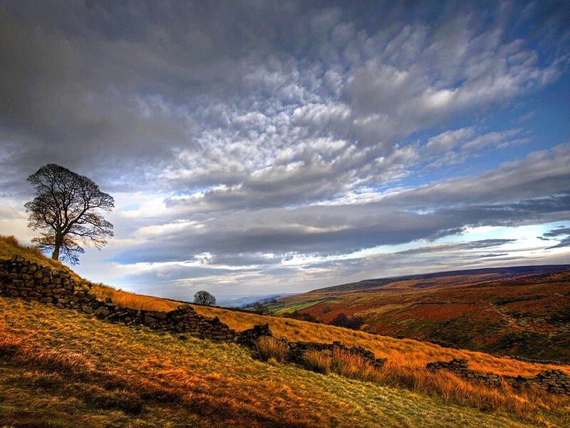 Solitary Tree on Hillside — Blue, Dramatic, Afternoon, Photograph