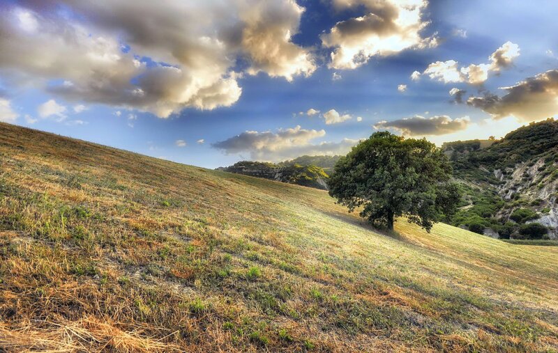 Solitary Tree on Hillside — Blue, Dramatic, Sunset, Photograph