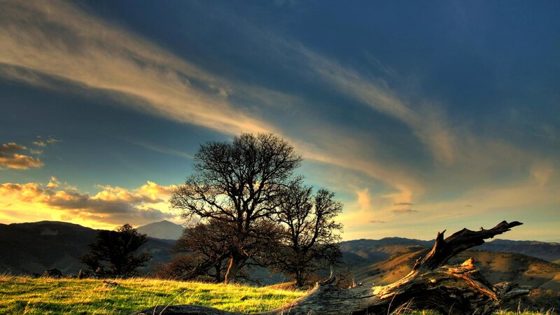 Solitary Tree on Hillside — Blue, Dramatic, Sunset