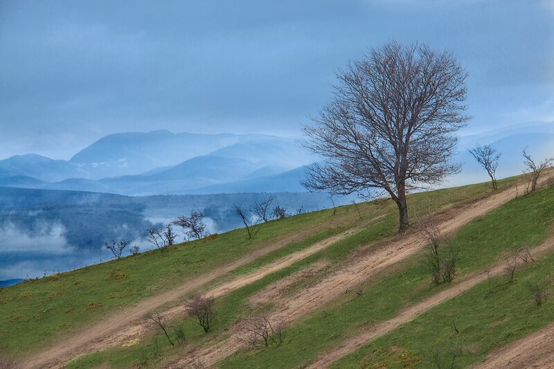 Solitary Tree on Hillside — Blue, Serene, Morning