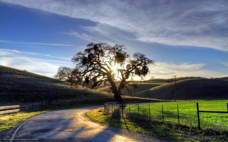 Solitary Tree on Hillside — Blue, Serene, Sunset