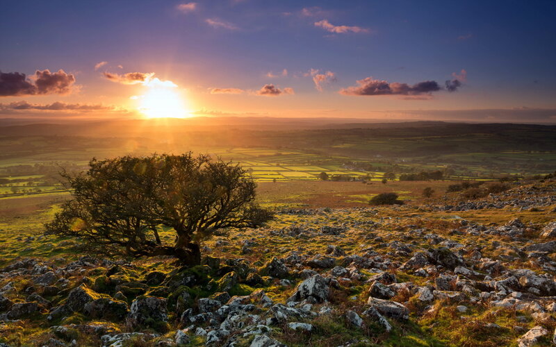 Solitary Tree on Hillside — Blue, Serene