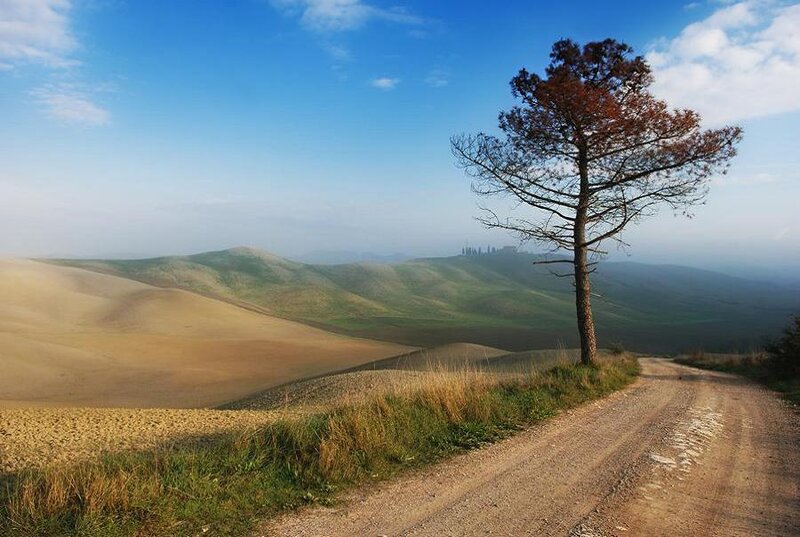 Solitary Tree on Hillside — Blue