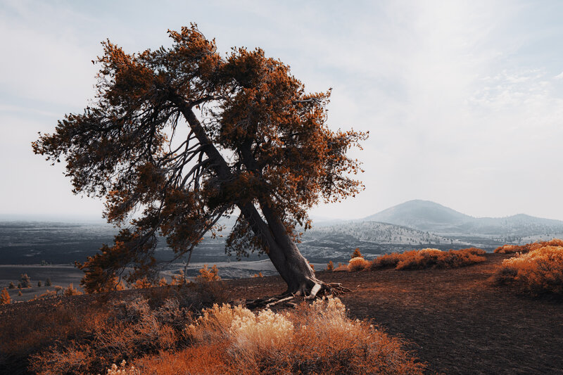 Solitary Tree on Hillside — Brown