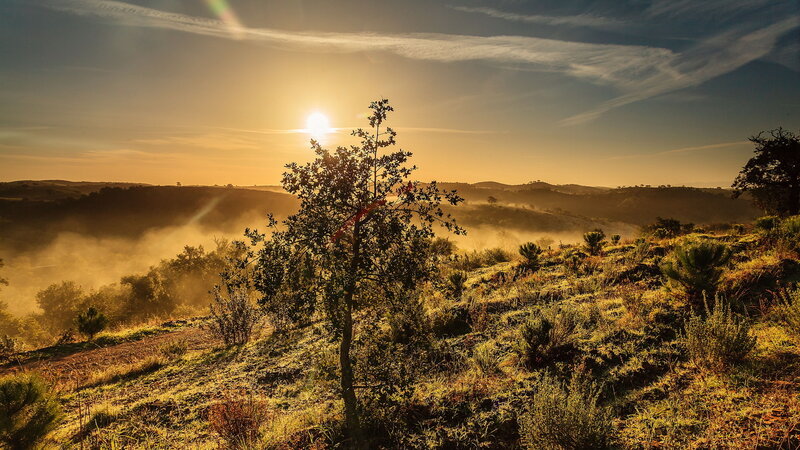 Solitary Tree on Hillside — Gold, Serene