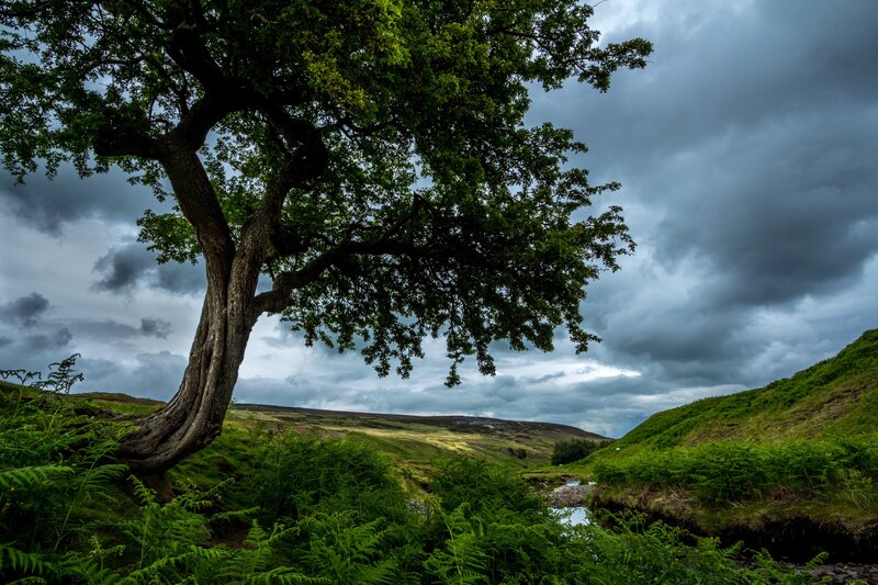 Solitary Tree on Hillside — Green, Dramatic, Afternoon