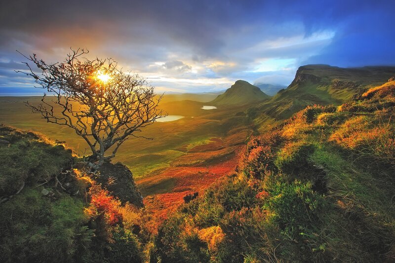 Solitary Tree on Hillside — Green, Dramatic