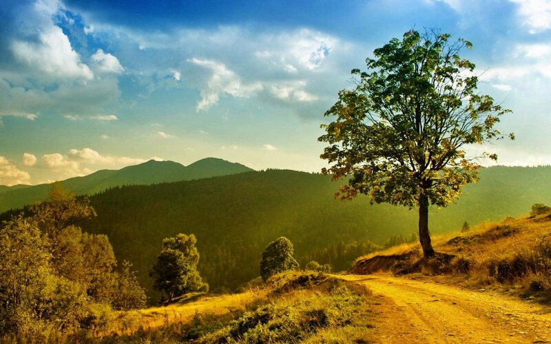 Solitary Tree on Hillside — Green, Serene, Afternoon, Photograph, Mountains, Dirt Path