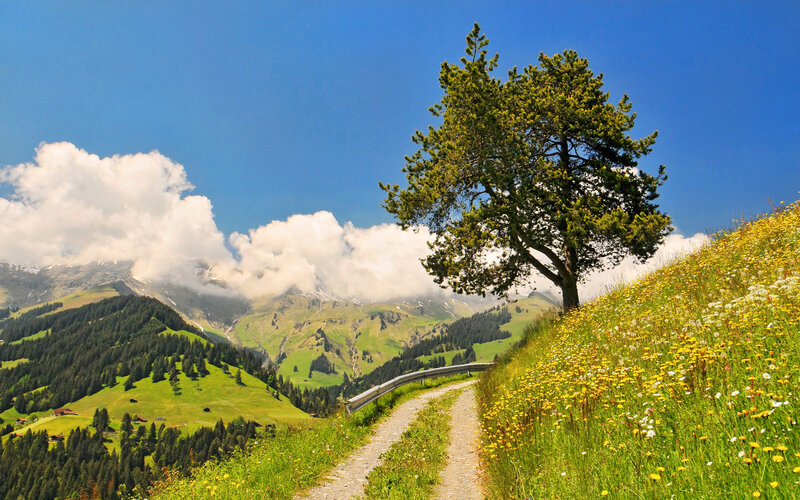 Solitary Tree on Hillside — Green, Serene, Afternoon, Photograph, Mountains, Path