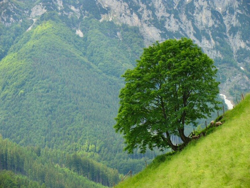Solitary Tree on Hillside — Green, Serene, Afternoon, Photograph, Mountains, Sheep