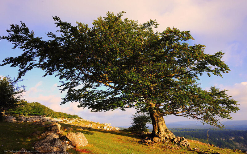Solitary Tree on Hillside — Green, Serene, Sunset, Photograph, Hill, Rocks