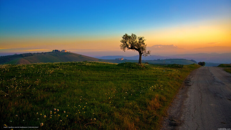 Solitary Tree on Hillside — Green, Serene, Sunset, Photograph, Road