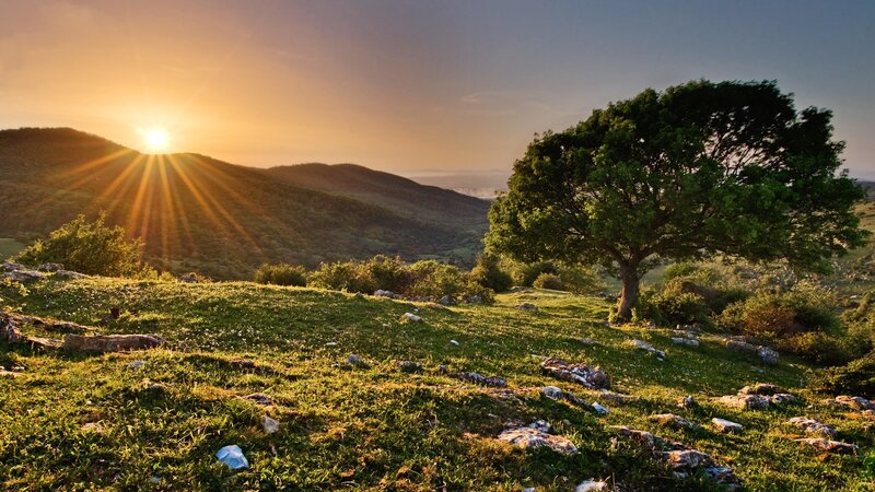 Solitary Tree on Hillside — Green, Serene, Sunset, Photograph, Sun, Hills, Grass