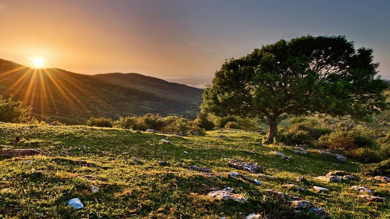 Solitary Tree on Hillside — Green, Serene, Sunset, Photograph, Sun, Hills
