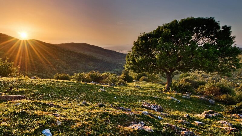 Solitary Tree on Hillside — Green, Serene, Sunset, Photograph, Sun, Mountains