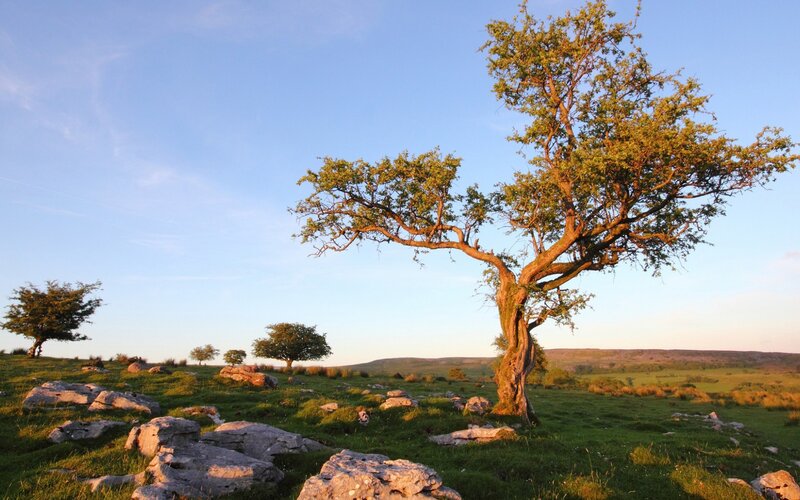 Solitary Tree on Hillside — Green, Serene, Sunset