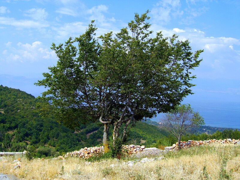 Solitary Tree on Hillside — Green