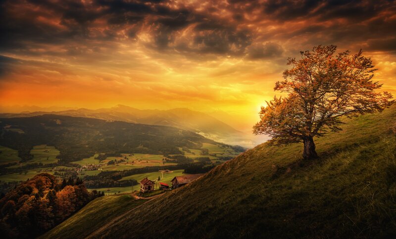 Solitary Tree on Hillside — Orange, Dramatic