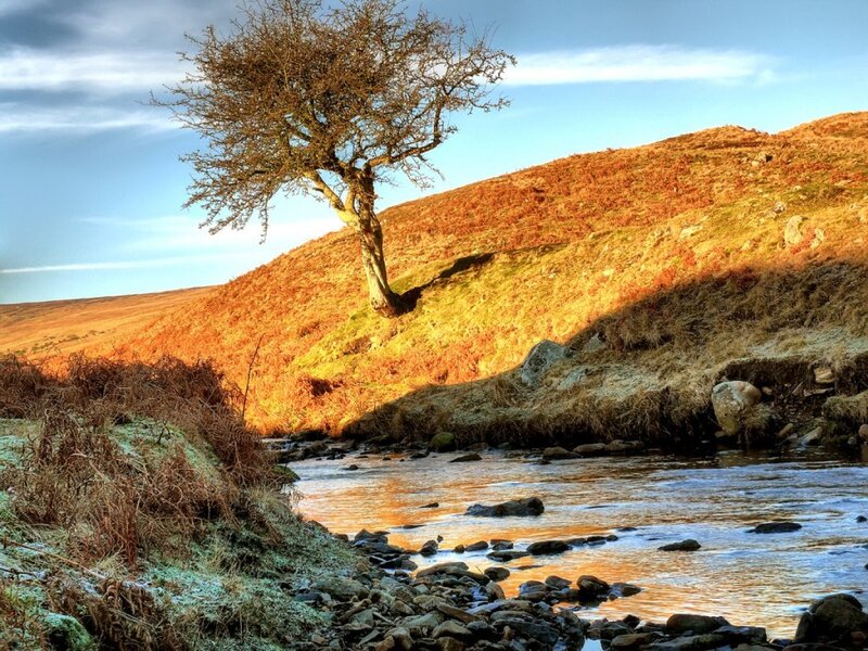 Solitary Tree on Hillside — Orange, Serene, Sunset