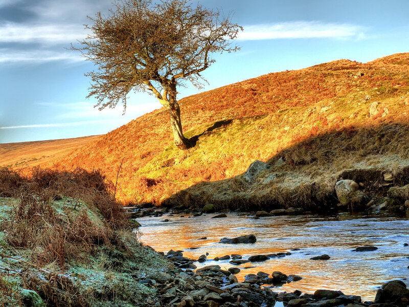 Solitary Tree on Hillside — Orange, Serene