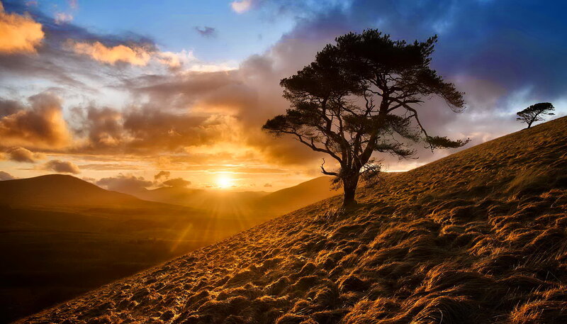 Solitary Tree on Hillside — Orange