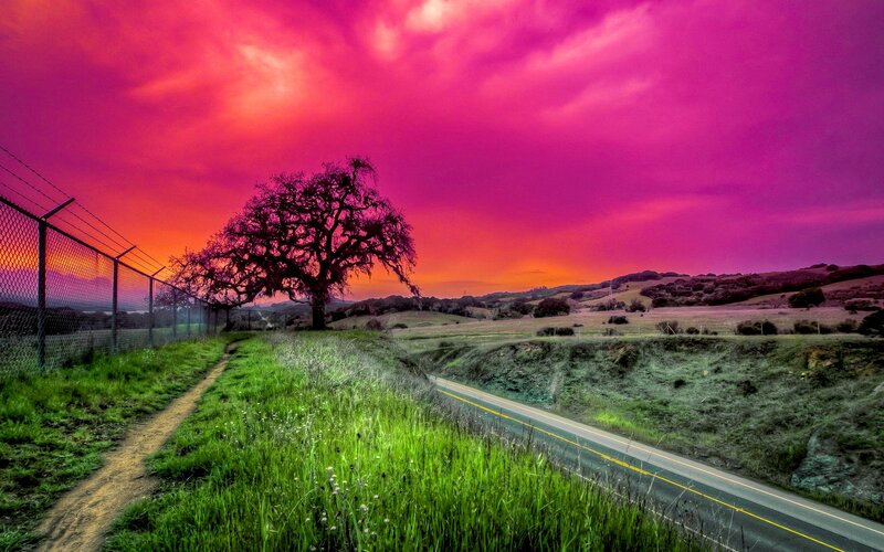 Solitary Tree on Hillside — Pink