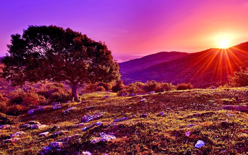 Solitary Tree on Hillside — Purple