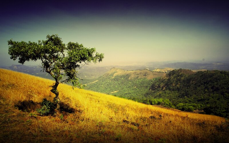 Solitary Tree on Hillside — Yellow, Serene, Afternoon