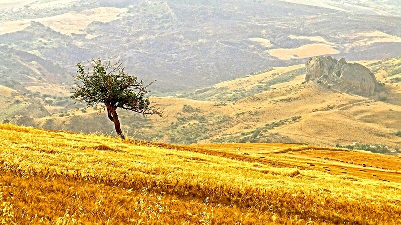 Solitary Tree on Hillside — Yellow, Serene
