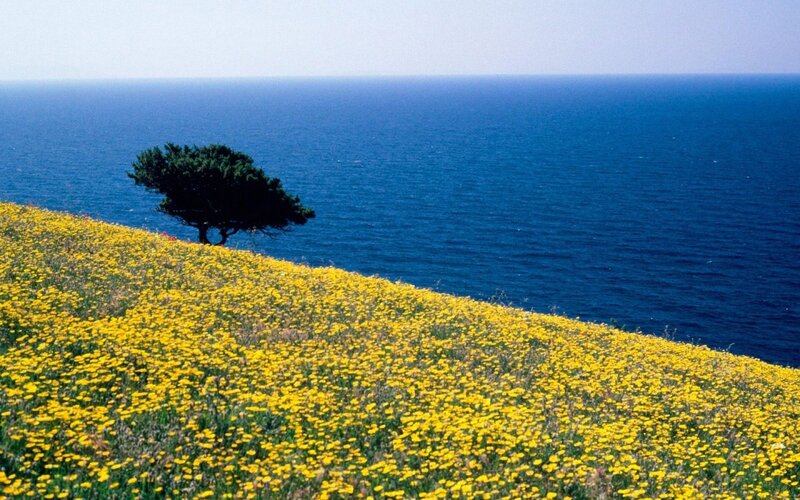 Solitary Tree on Hillside — Yellow