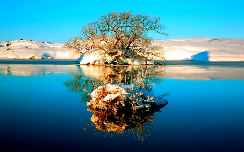 Solitary Tree on Ice