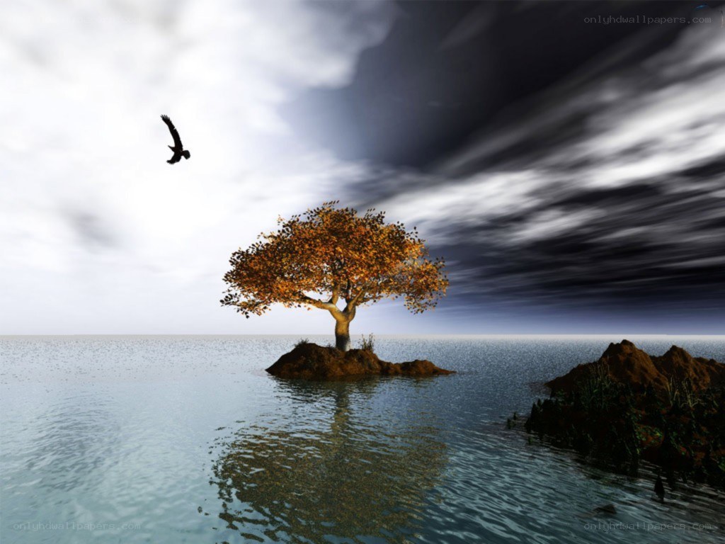 solitary tree on island