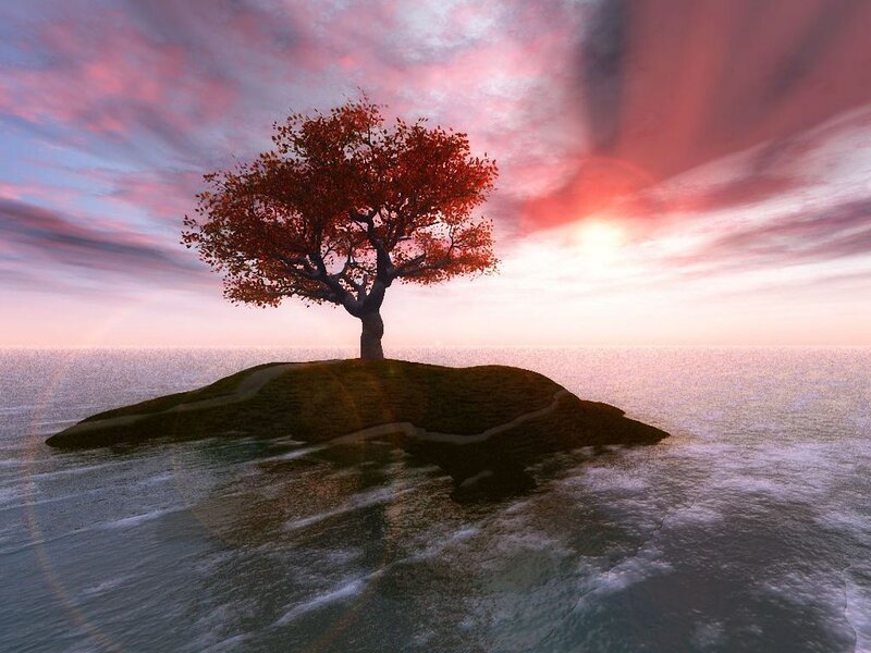 solitary tree on island at sunset