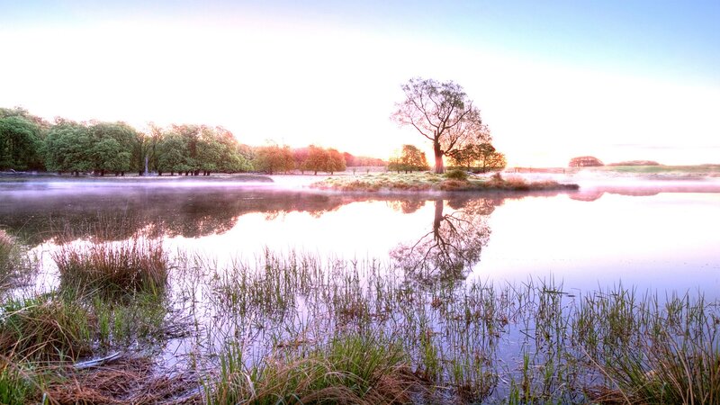Solitary Tree on Island — Blue, Serene, Morning, Photograph, Lake