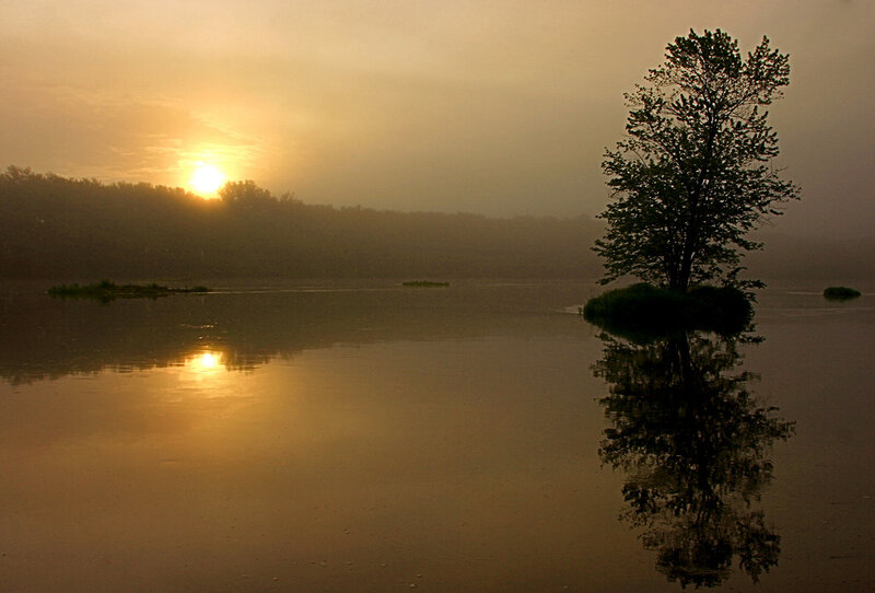 Solitary Tree on Island — Gold