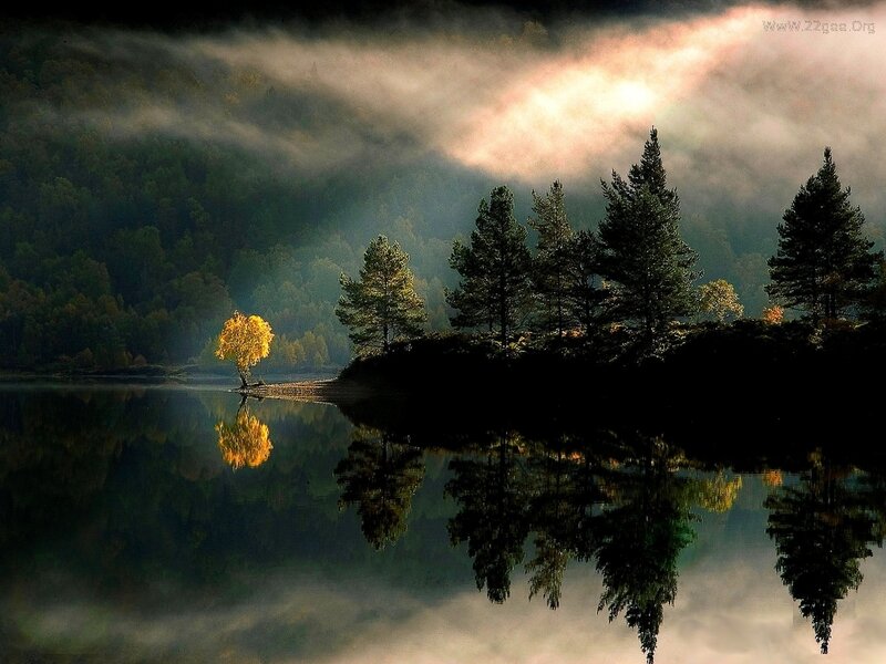 Solitary Tree on Island — Green