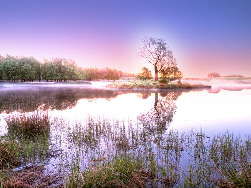 Solitary Tree on Island — Purple, Serene