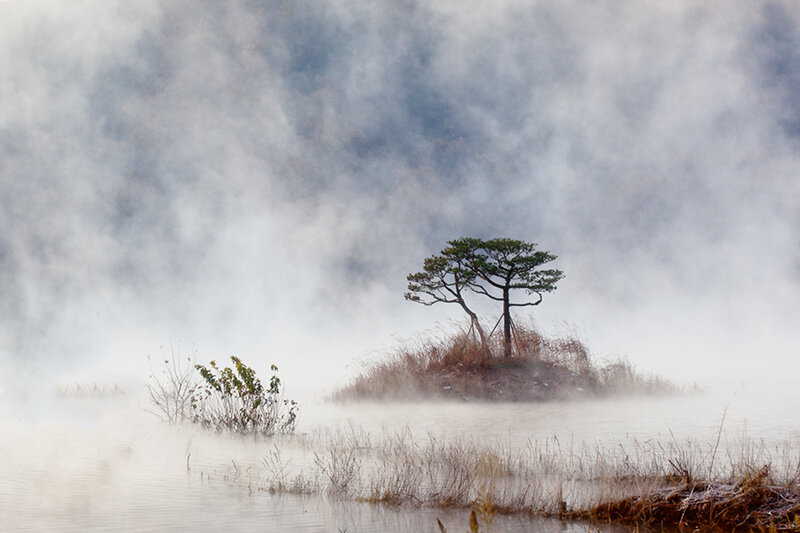 Solitary Tree on Island — White