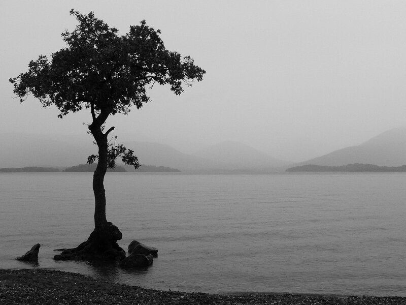 Solitary Tree on Lake Shore — Black, Serene, Photograph