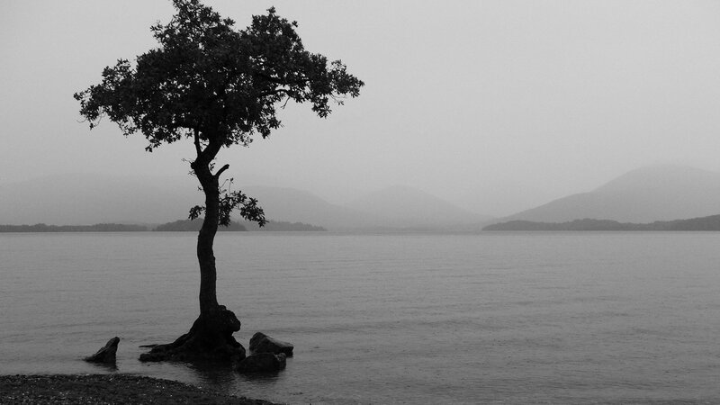 Solitary Tree on Lake Shore — Black, Serene