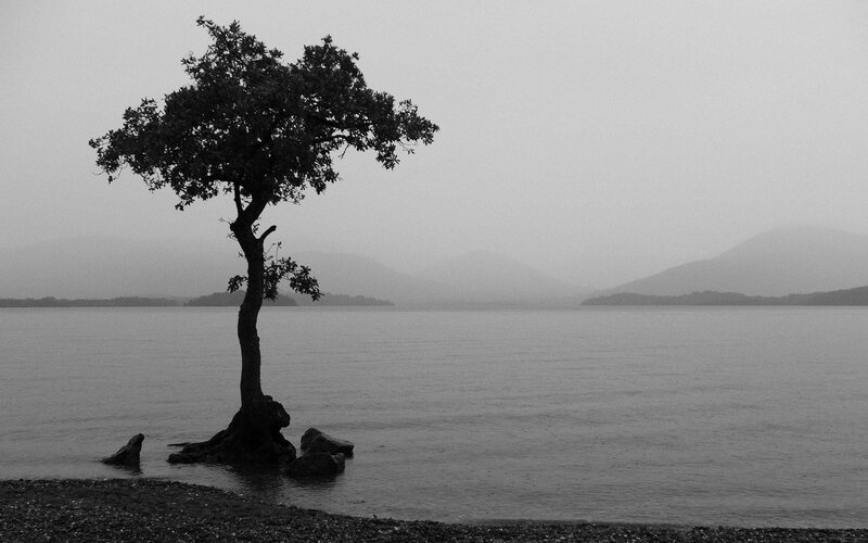 Solitary Tree on Lake Shore — Black