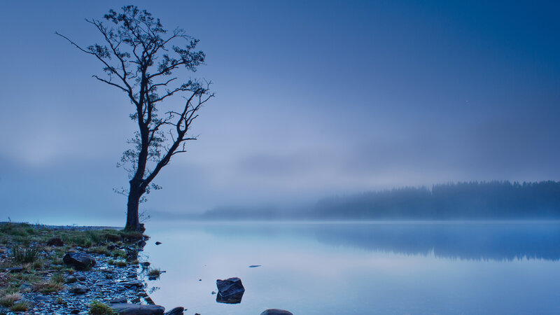Solitary Tree on Lake Shore — Blue, Serene