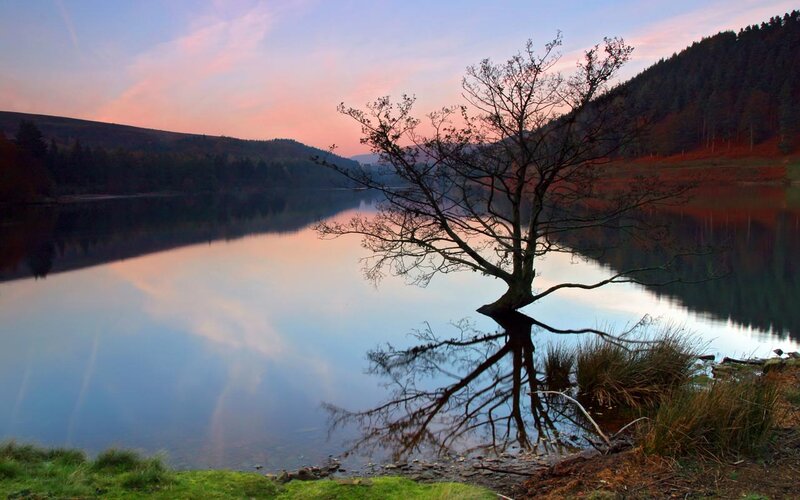 Solitary Tree on Lake Shore — Blue