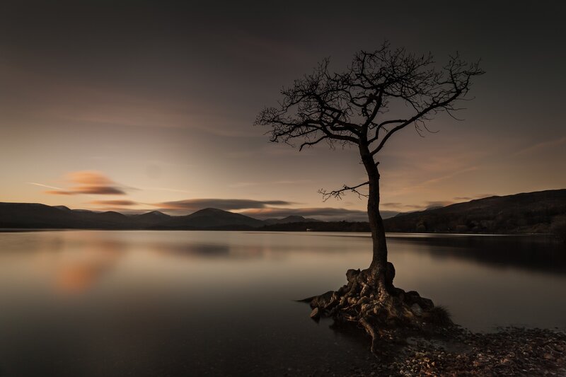 Solitary Tree on Lake Shore — Brown