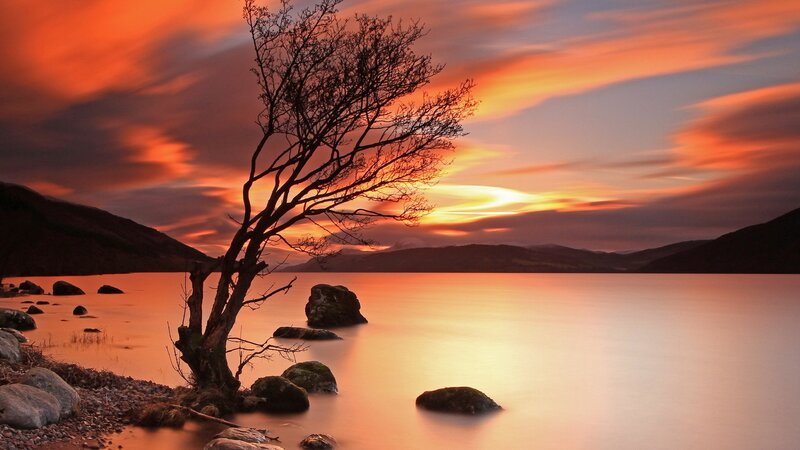 Solitary Tree on Lake Shore — Orange